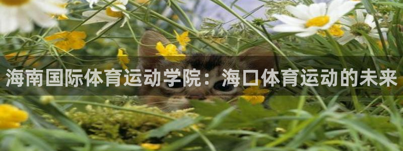 oety欧亿体育官网下载平台APP：海南国际体育运动